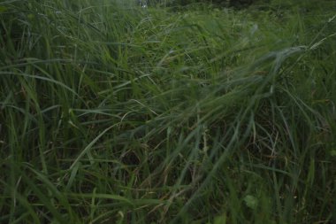 Bir şehir parkında bitki örtüsü