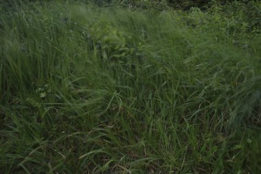 Bir şehir parkında bitki örtüsü