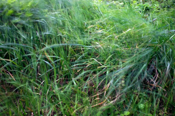 Bir şehir parkında bitki örtüsü