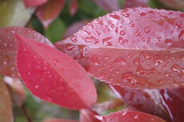 Bir şehir parkında bitki örtüsü