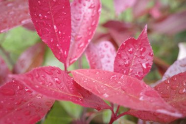 Bir şehir parkında bitki örtüsü