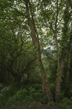 Bir şehir parkında bitki örtüsü