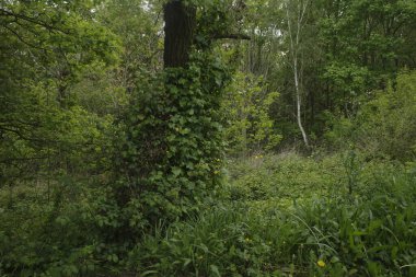 Bir şehir parkında bitki örtüsü