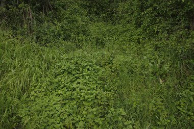 Bir şehir parkında bitki örtüsü