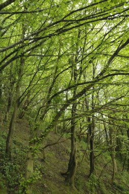 Bir şehir parkında bitki örtüsü
