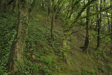 Bir şehir parkında bitki örtüsü