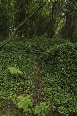 Bir şehir parkında bitki örtüsü