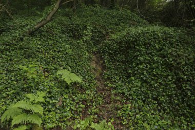 Bir şehir parkında bitki örtüsü