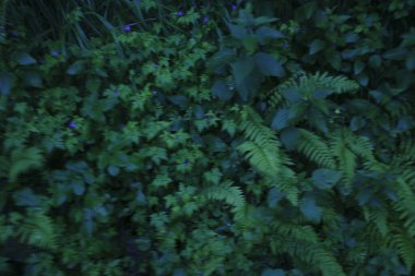 Bir şehir parkında bitki örtüsü