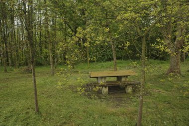 Bir şehir parkında bitki örtüsü