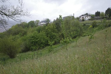 Bir şehir parkında bitki örtüsü