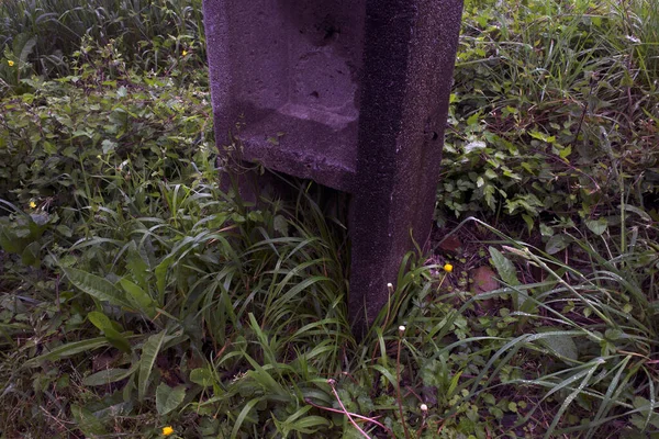 Vegetasi Taman Kota — Stok Foto