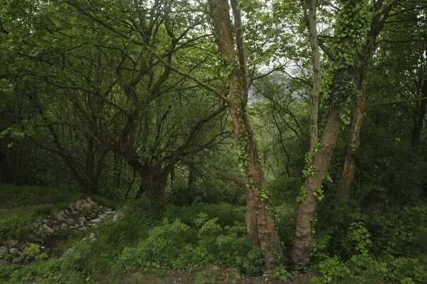 Bir şehir parkında bitki örtüsü