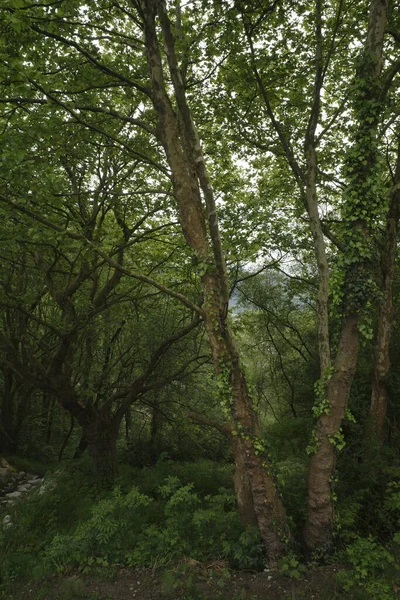 Bir şehir parkında bitki örtüsü
