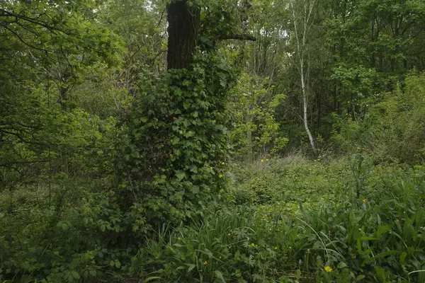 Bir şehir parkında bitki örtüsü