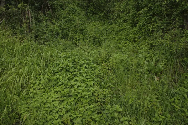 Bir şehir parkında bitki örtüsü