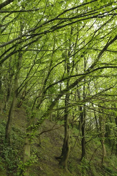 Bir şehir parkında bitki örtüsü