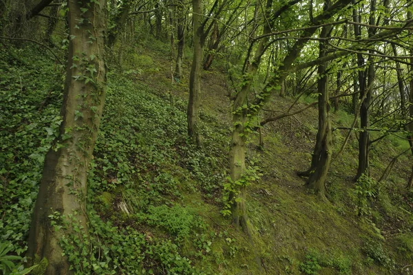 Bir şehir parkında bitki örtüsü
