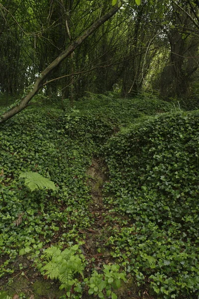 Bir şehir parkında bitki örtüsü