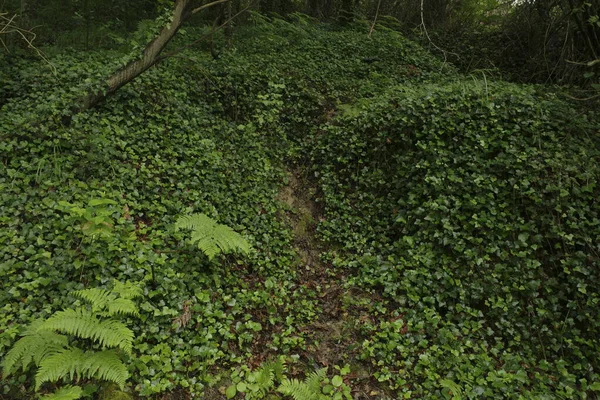 Bir şehir parkında bitki örtüsü