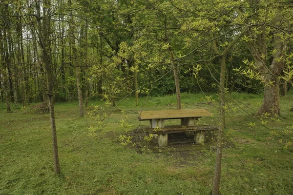 Bir şehir parkında bitki örtüsü