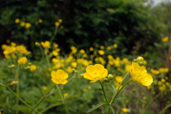 Vegetation Stadtpark — Stockfoto