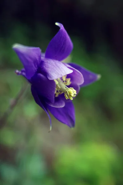ดอกไม าในชนบท — ภาพถ่ายสต็อก