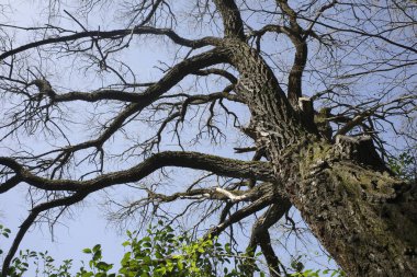 Bir şehir parkında bitki örtüsü