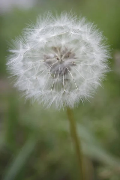 Dandelion Countryside — Stock Photo, Image