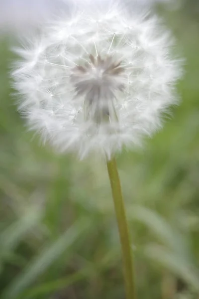 Dandelion Countryside — Stock Photo, Image