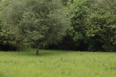 Kırsalda ilkbahar bitkileri