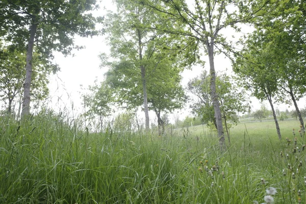 Kırsalda ilkbahar bitkileri