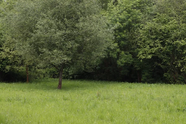 Kırsalda ilkbahar bitkileri