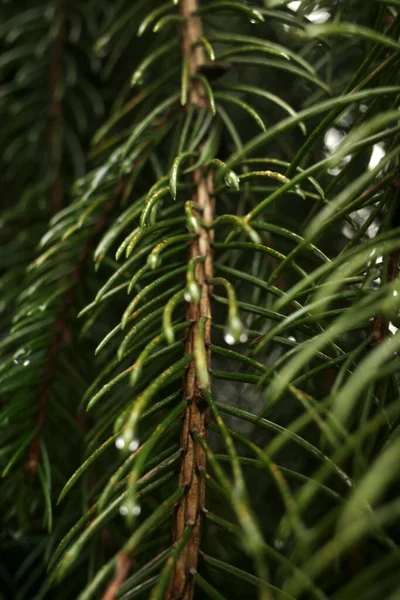 Frühlingsvegetation Auf Dem Land — Stockfoto