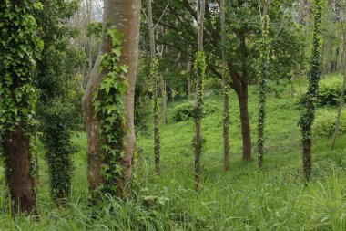 Kırsalda ilkbahar bitkileri