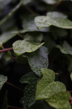 Kırsalda ilkbahar bitkileri