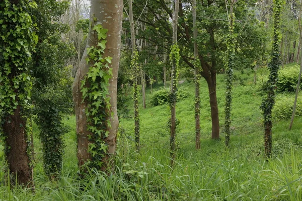 Kırsalda ilkbahar bitkileri