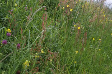 Kırsalda ilkbahar bitkileri
