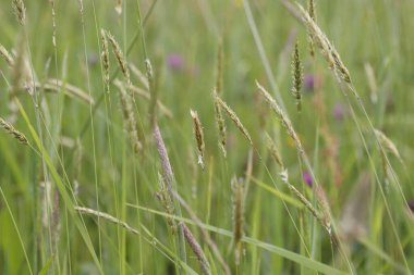 Kırsalda ilkbahar bitkileri