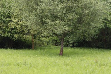 Bir şehir parkında bitki örtüsü