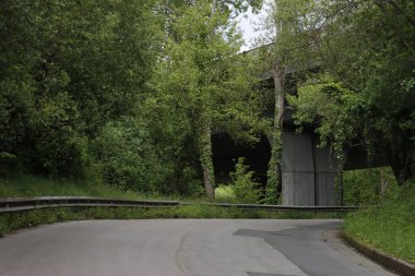 Bir şehir parkında bitki örtüsü