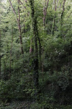 Bir şehir parkında bitki örtüsü