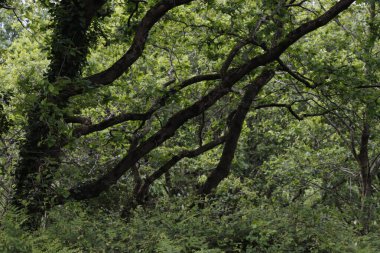 Bir şehir parkında bitki örtüsü