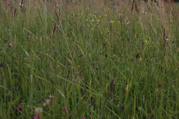 Frühlingsvegetation Auf Dem Land — Stockfoto