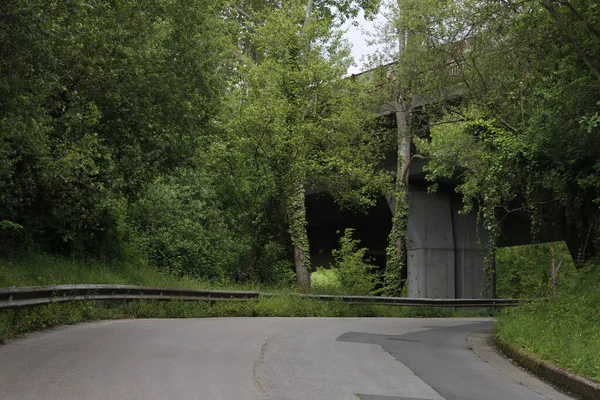 Bir şehir parkında bitki örtüsü