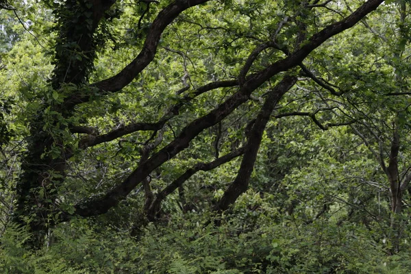 Bir şehir parkında bitki örtüsü