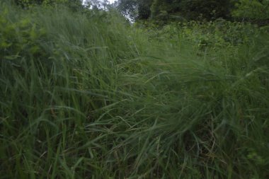 Bir şehir parkında bitki örtüsü