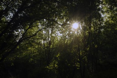Şehir parkında bahar bitkileri