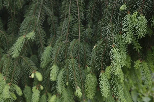 Vegetation Stadtpark — Stockfoto