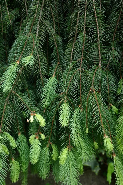 Vegetation Stadtpark — Stockfoto